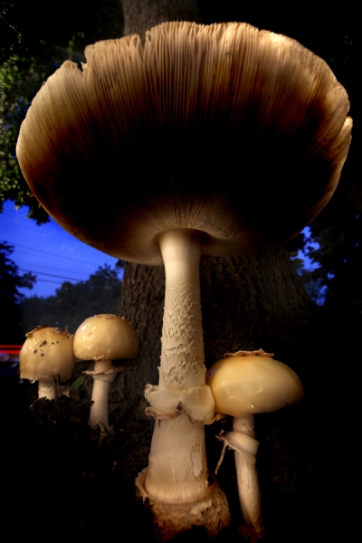 Photograph Christopher Becker Mushroom 1 on One Eyeland